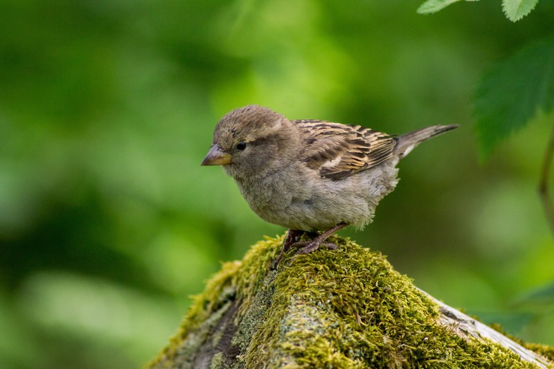 portrait of a small brown baby bird perched on a mossy branch in the wild, baby bird in the wild 4k