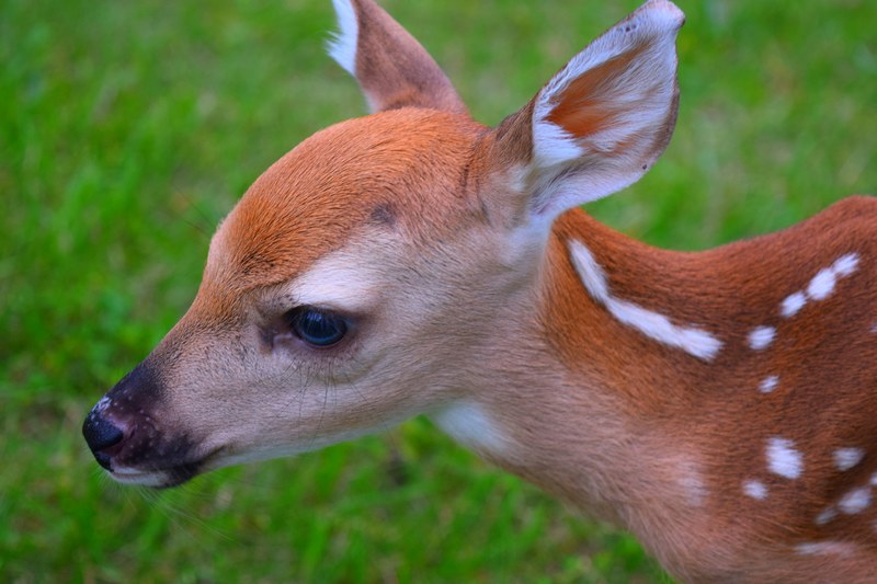 deer fawn animal and fur 4k