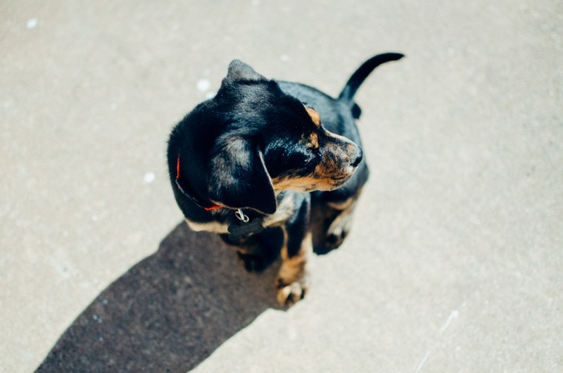 dog puppy pet and animal 4k