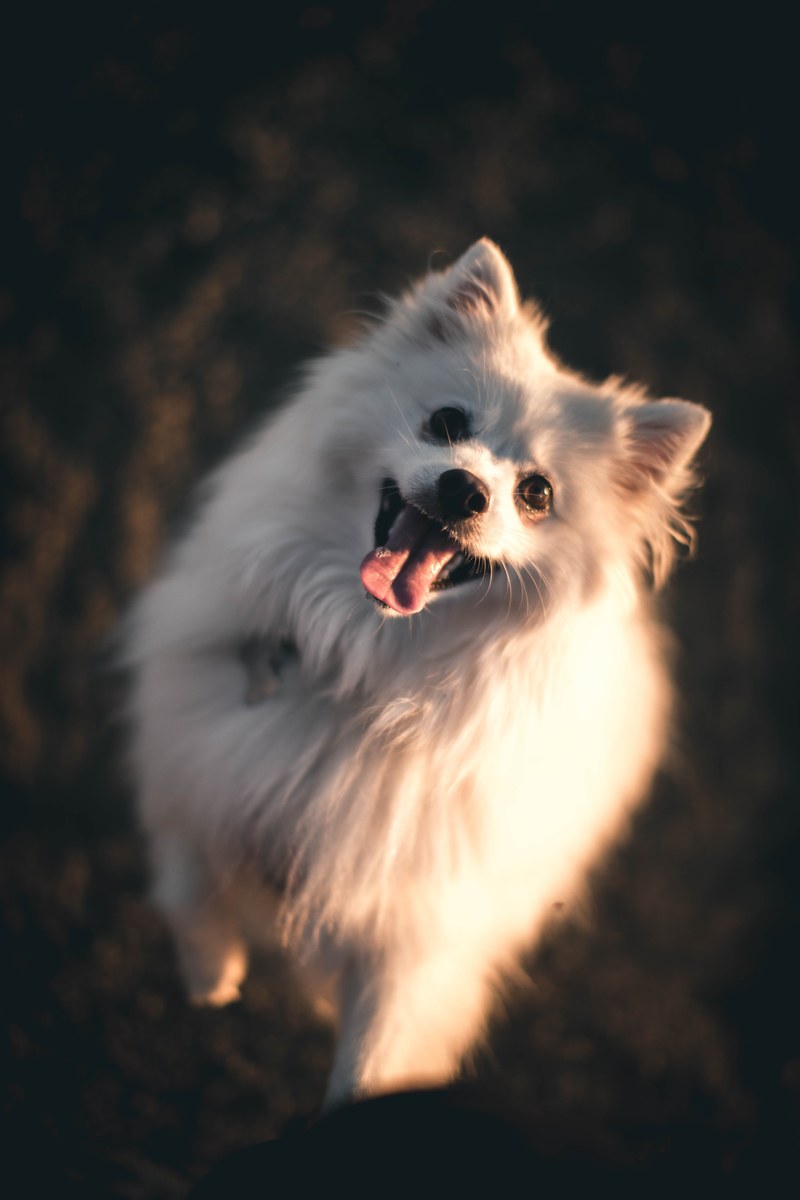 dog pet fur and face hd, 4k