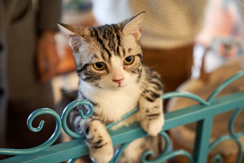 cat kitten pet and feline 4k