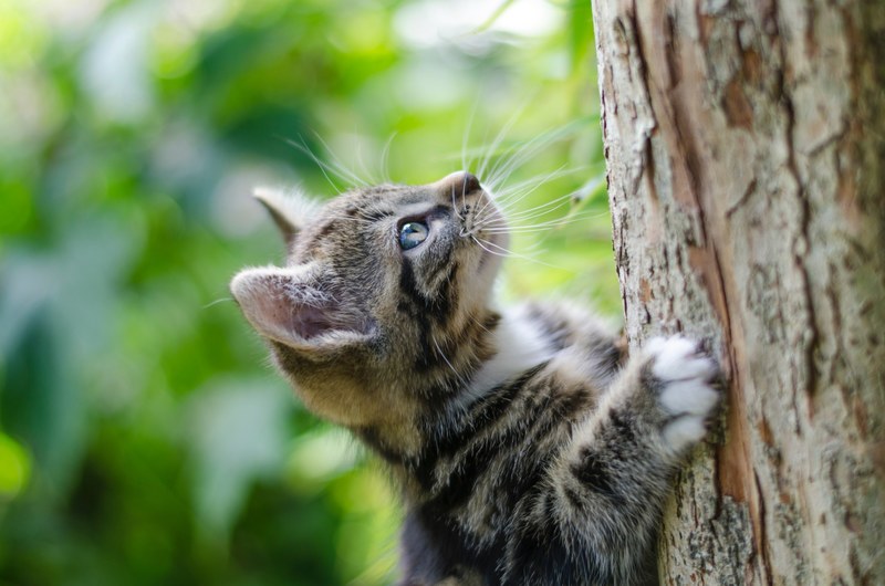 cat kitten feline and tree 4k