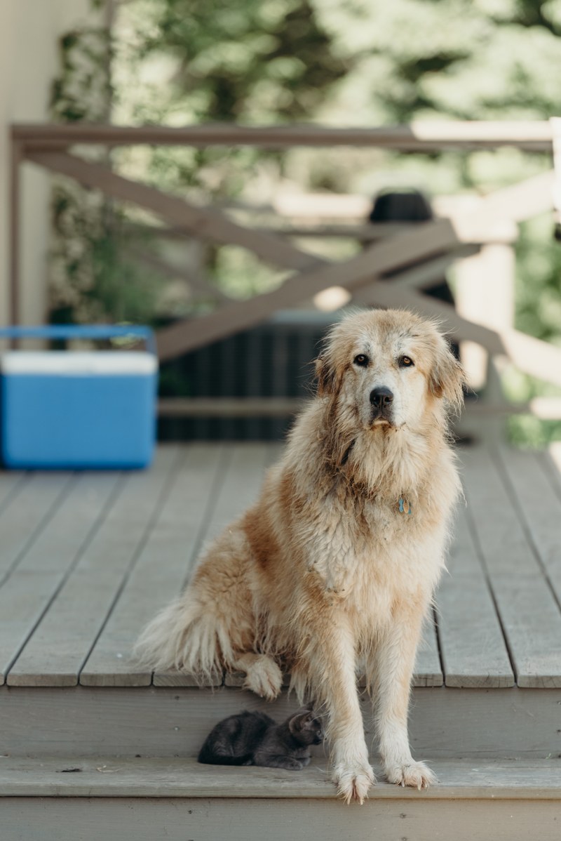 scruffy wet dog sits on a deck by a small kitten, animal odd couple 4k