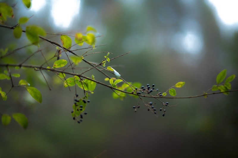 berry plant leaf and branch 4k