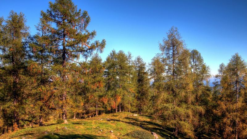 forest, trees, spruce, nature, 4k