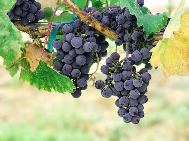 grapes fruit vine and branch 4k