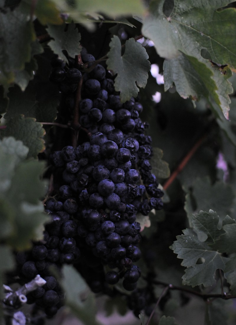 pre dawn cabernet 4k