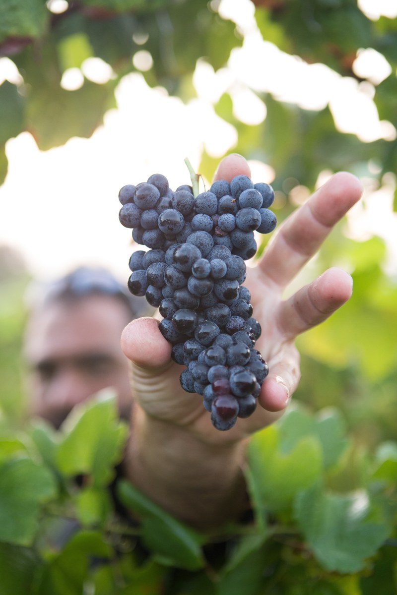 touriga harvest 4k