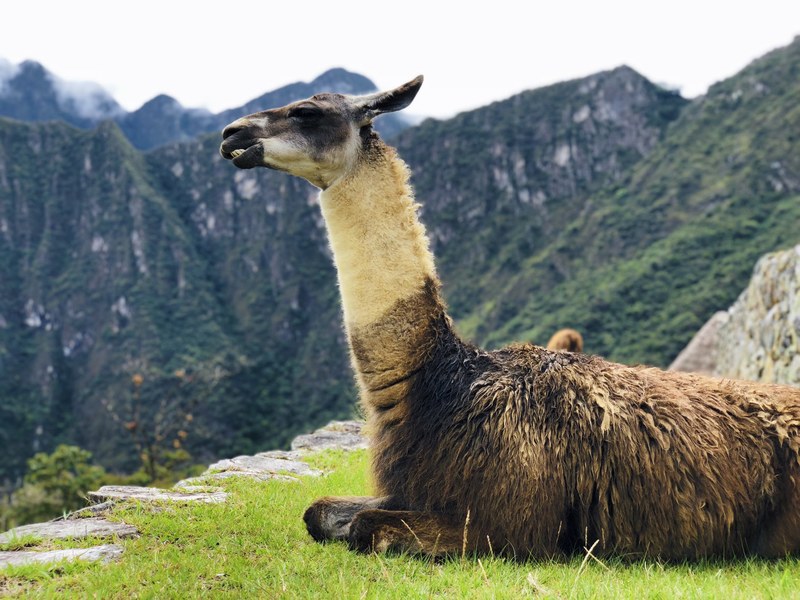 llama mountain grass and animal 4k