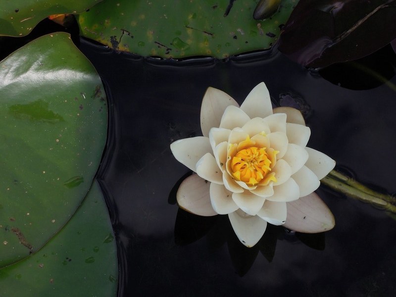 lily pad bloom flower and lily 4k