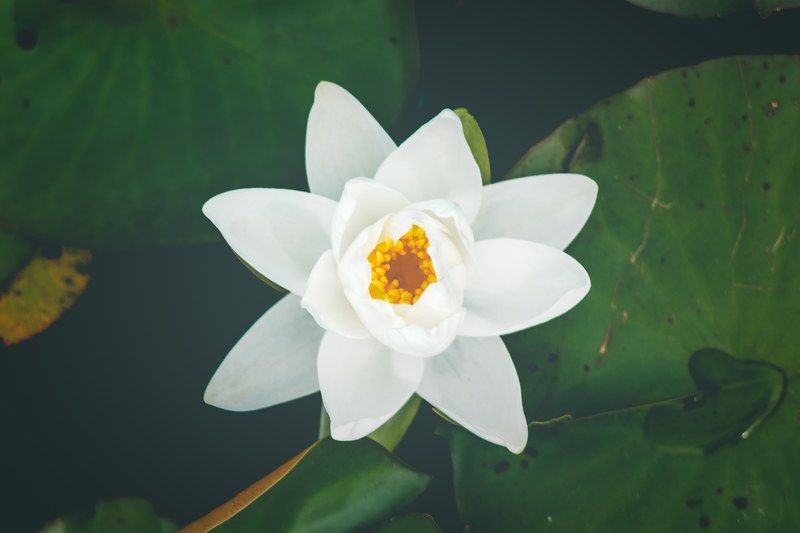 a white water lily with a golden center near lily pads on water, white and yellow water lily 4k