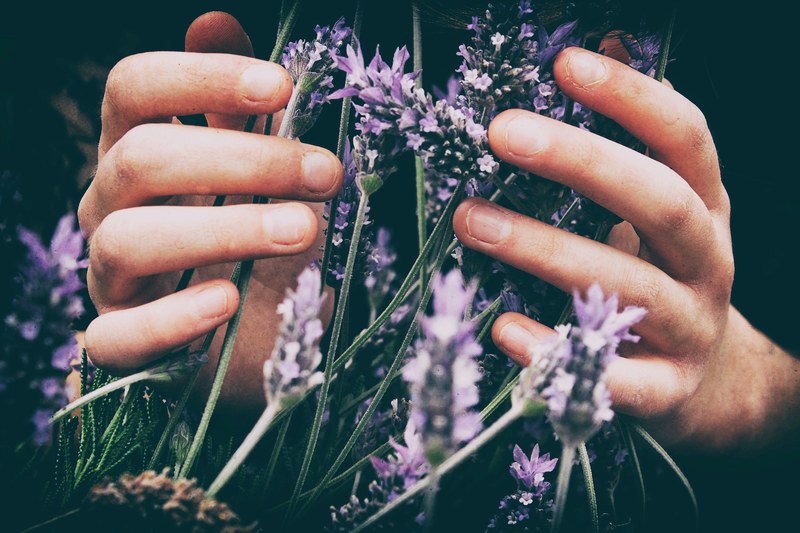 close up of a persons hands touching wild lavender flowers, lavender fields 4k