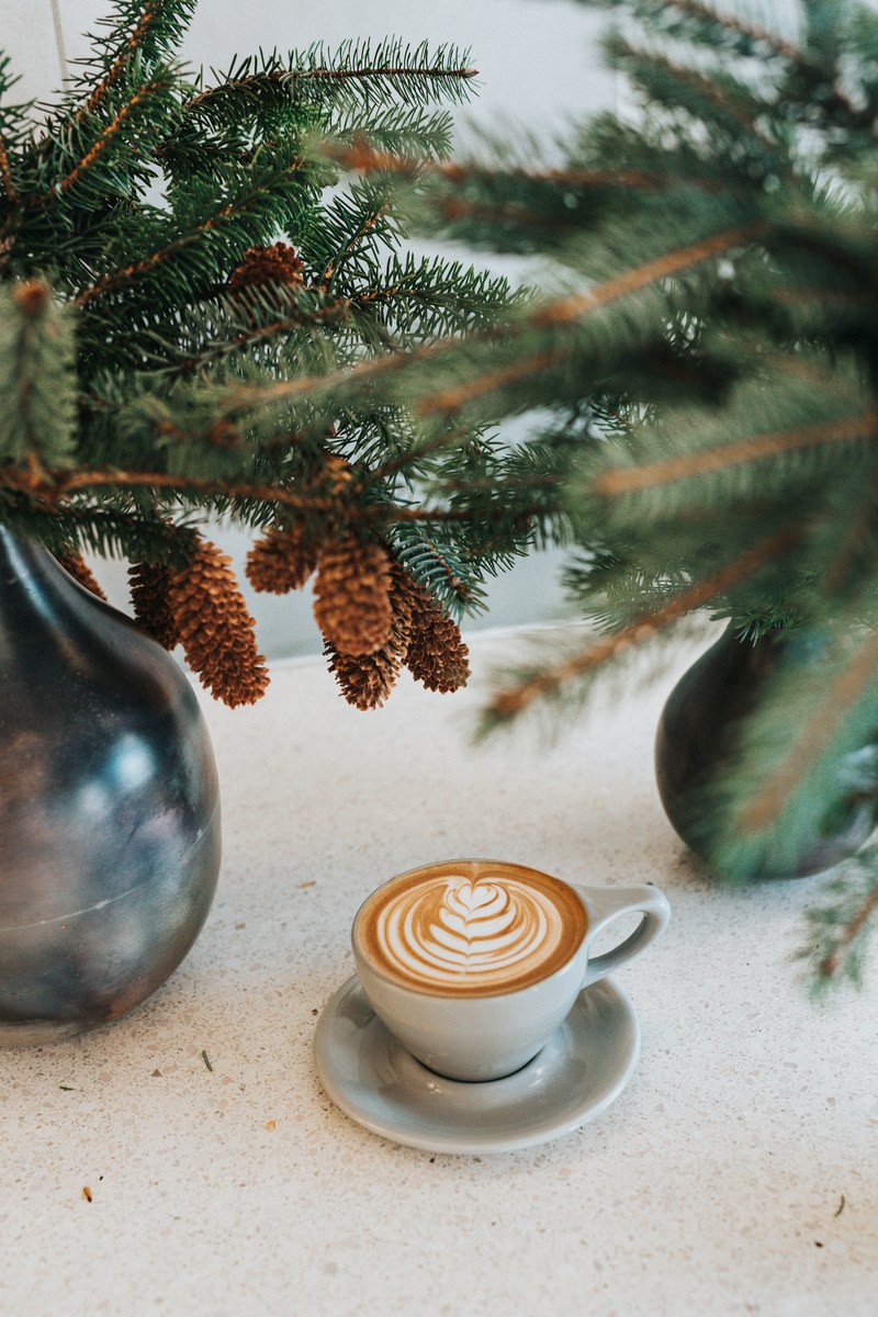 foliage pine cone tree and drink hd, 4k