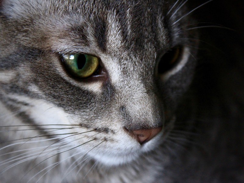 fur portrait close up and tabby 4k