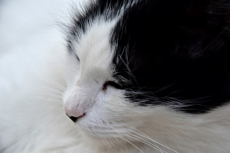 mammal pet fur and cat 4k