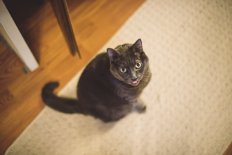 kitten kitty meow and cat 4k