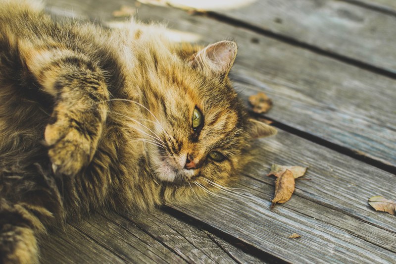 long haired cat lying on the wooden boards with fallen leaves, long haired cat wooden floor 4k