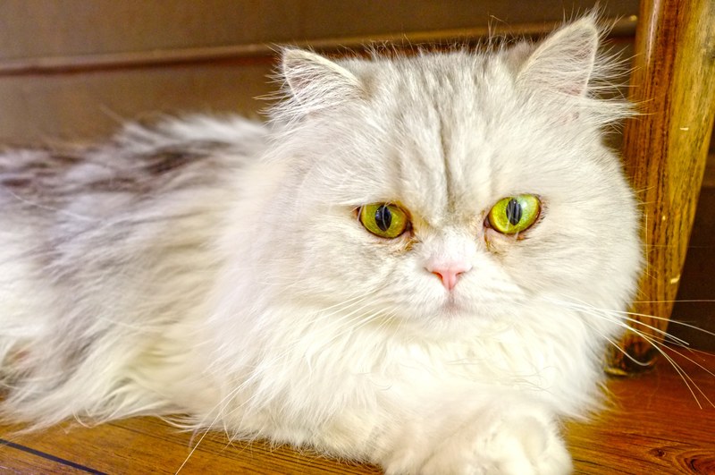 beautiful cute lovely and persiancat 4k