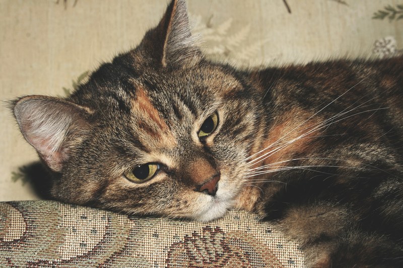 nose eye kitty and pet 4k