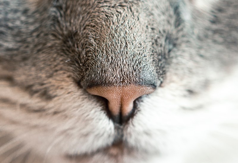 a macro shot of a cats pink nose, cat nose 4k