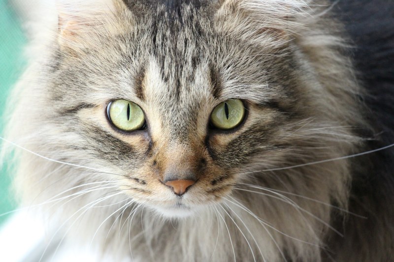 claw eye whisker and mammal 4k