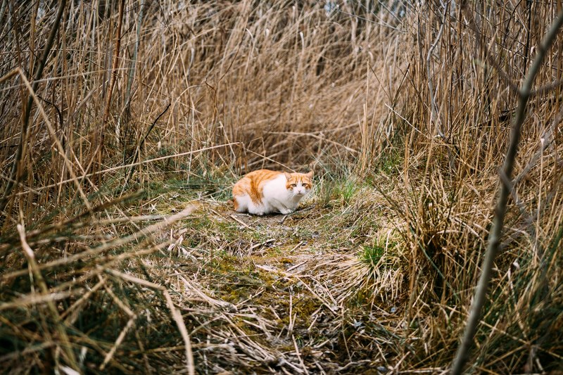 a white and ginger cat exploring a patch of tall dry grass, feline explorer 4k