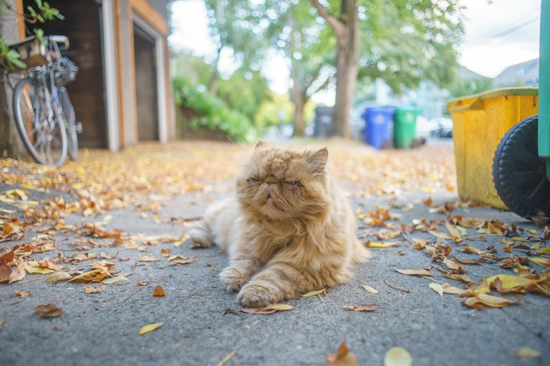 catmapper 4k