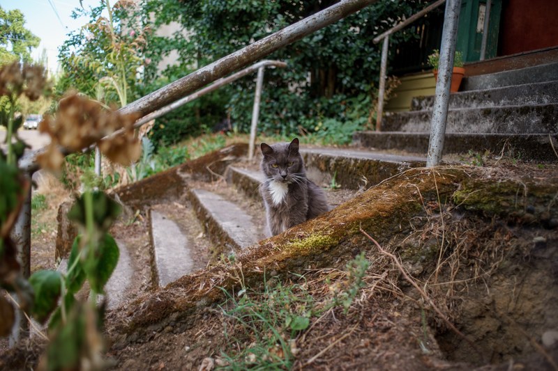 catmapper 4k
