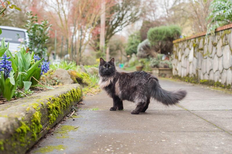 solomonthecat portland catmapper and cat 4k