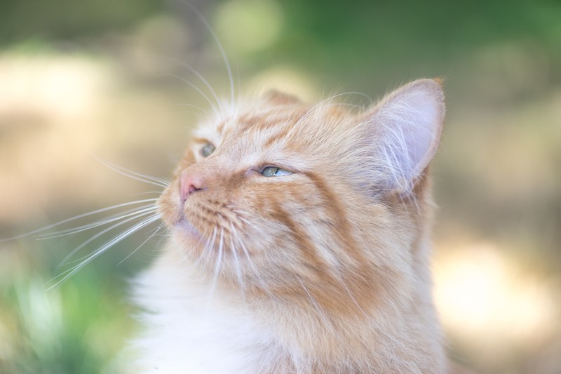 whisker eye pet and animal 4k