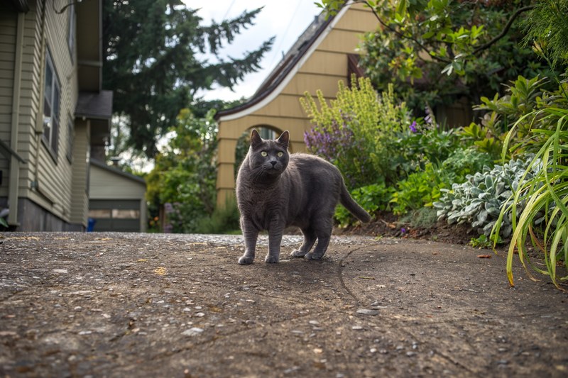 portland catmapper and cat 4k