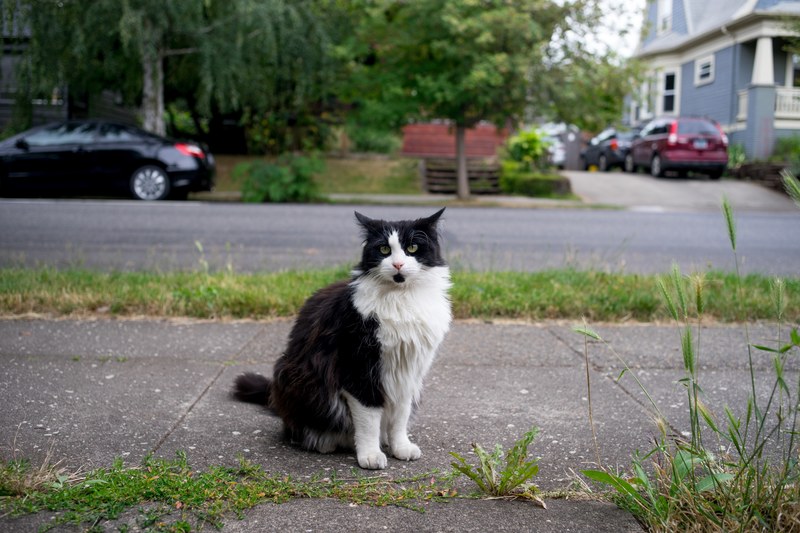 tuxedocat catmapper portland and cat 4k
