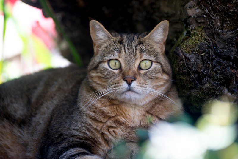 catmapper portland and cat 4k
