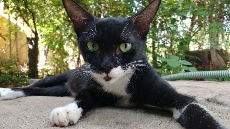 whisker eye pet and animal 4k