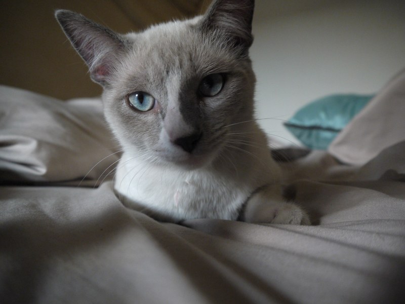bed pet animal and fur 4k