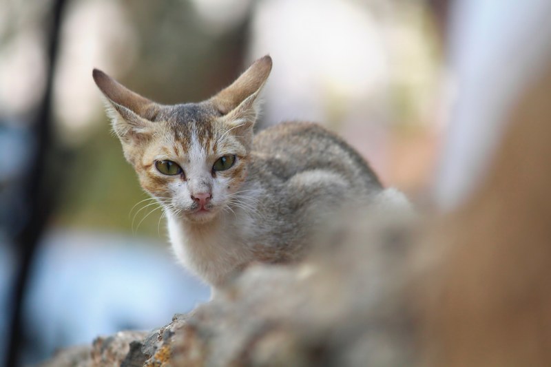meow pretty kitty 4k