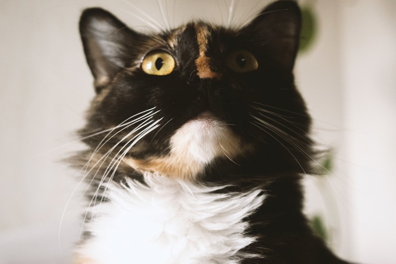 whisker eye pet and animal 4k