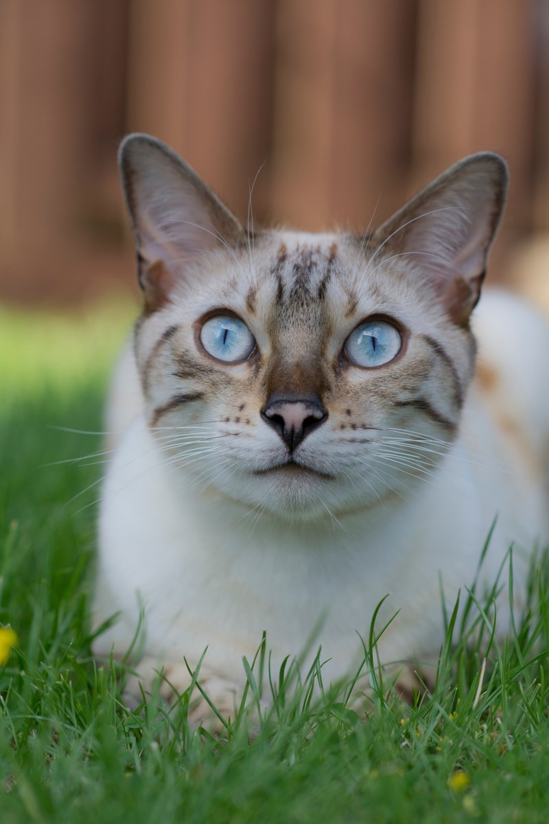 claw eye whisker and mammal hd, 4k