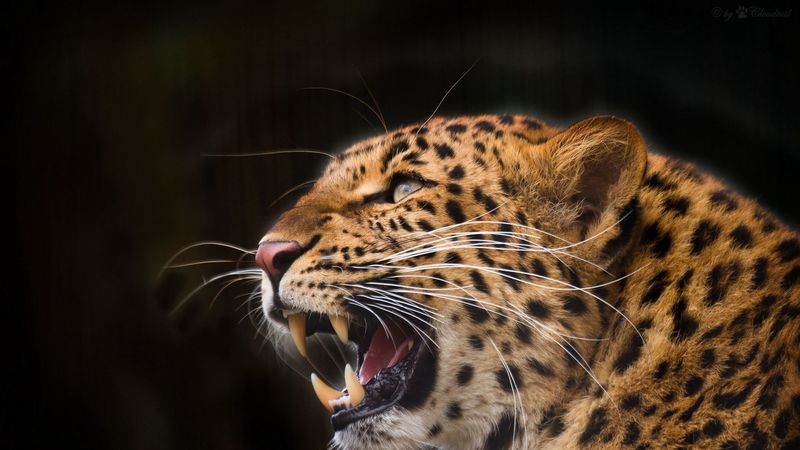 leopard, predator, jaws, teeth, fangs, black background, 4k