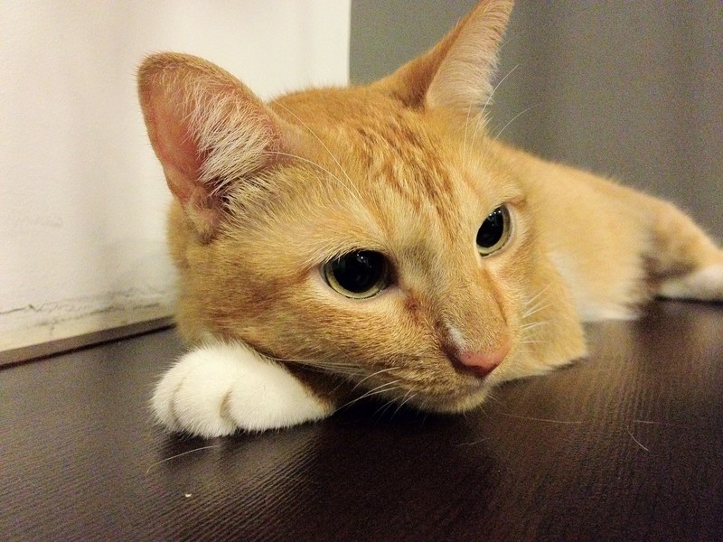 claw eye whisker and pet 4k