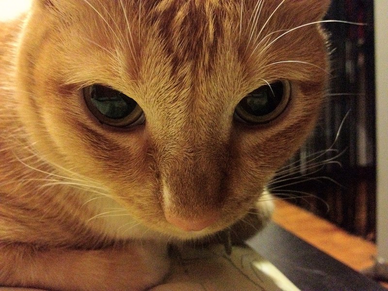 claw eye whisker and pet 4k