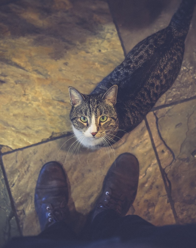 boot animal whisker and pet hd, 4k