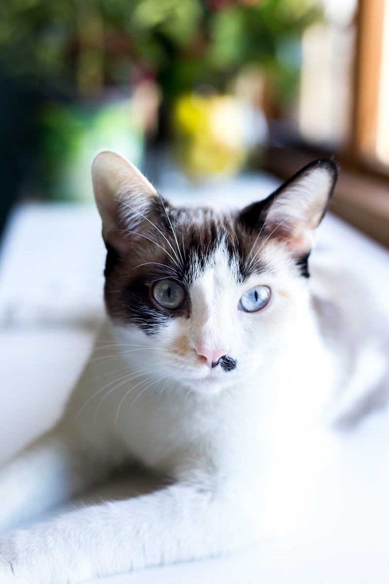 icy stare 4k