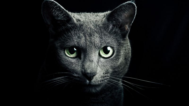 cat, black, breed, russian, blue eyes, green eyes, black background, 4k