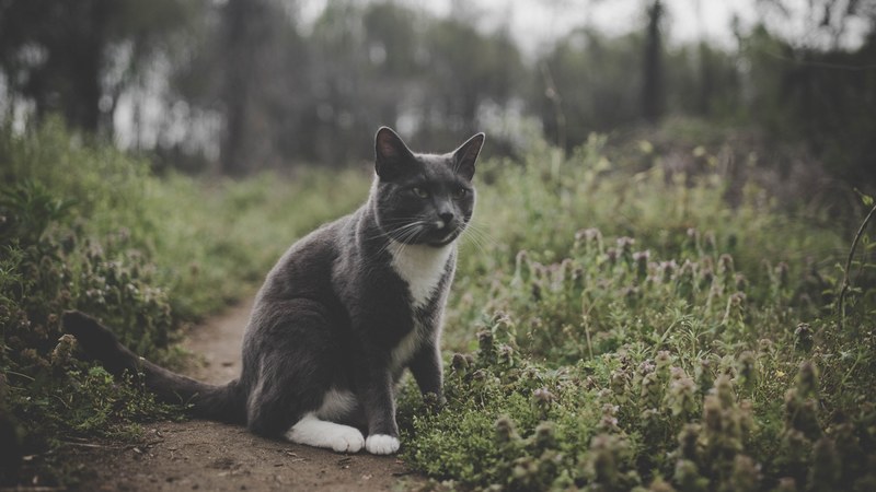 meow 4k