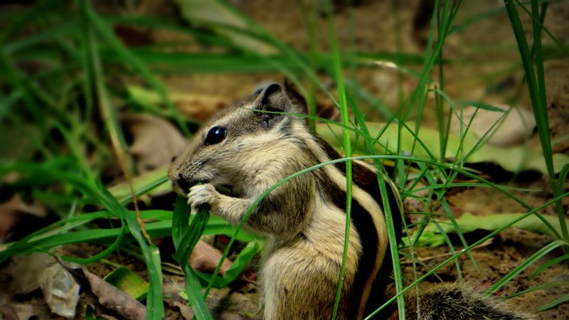chipmunk, grass, leaves, 4k
