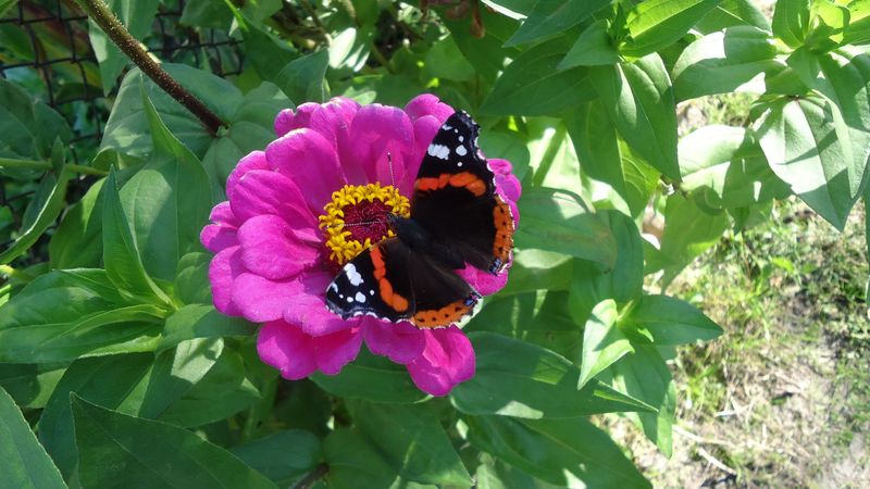 butterfly, flower, summer, 4k