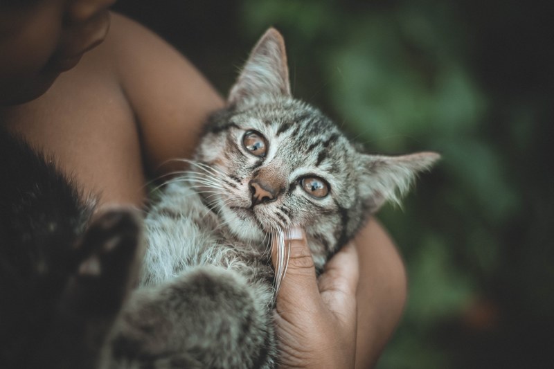 cat pet kitten and domestic animal 4k