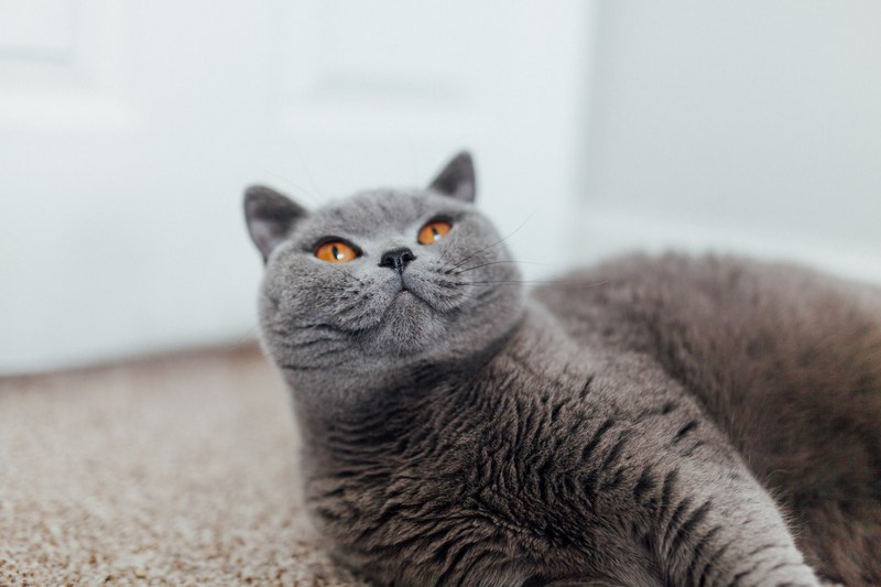 eye furry fur and kitty 4k
