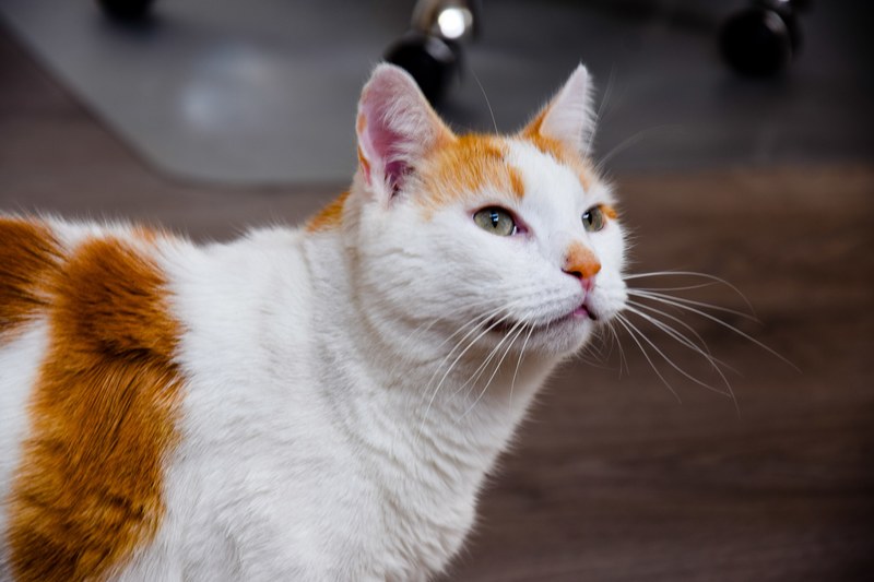 whisker pet feline and cute 4k